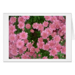 pink, chrysanthemums, flower, floral, beautiful,