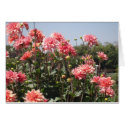 Pink Chrysanthemums cards by Melodee50 Pink Chrysanthemums cards