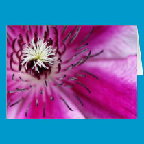 Pink Clematis Card cards