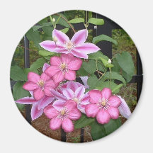 Pink Clematis Floral Design Magnet