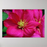 Pink Clematis flowers Print