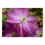 Pink Clematis Note Card