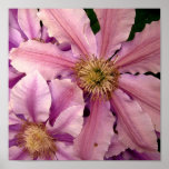 Pink Clematis Poster