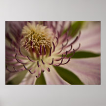 Pink Clematis • Poster