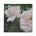 Pink Climbing Rose Magnet by disgustedcats Pink Climbing Rose Magnet