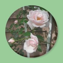 Pink climbing Roses magnets