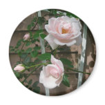 Pink climbing Roses Magnets