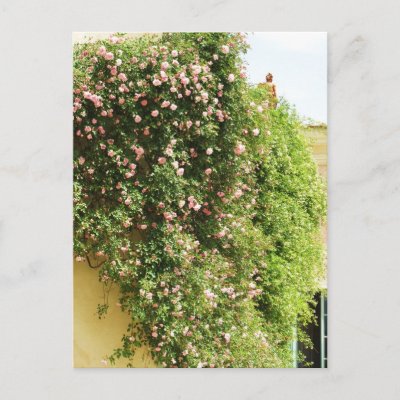 Pink Climbing Rose