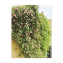 PINK Climbing ROSES postcards