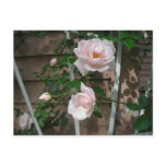 pink, roses, flowers, garden, floral, climbing,