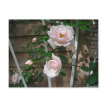 pink climbing roses postcards by minx267 pink climbing roses postcards