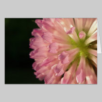 Pink Clover Blossom photograph cards by kabloo20 Pink Clover Blossom photograph cards