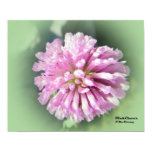 pink, clover, flower, weed, plant, adirondacks,