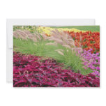 Pink Coleus and pampas grass, Niagara Parks, Ontar Personalized Invites