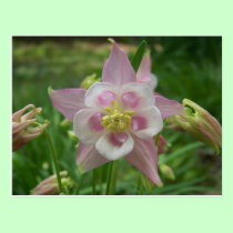 Pink Columbine postcards