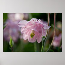 Pink Columbine Posters