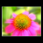 Pink Cone flower Greeting card postcards