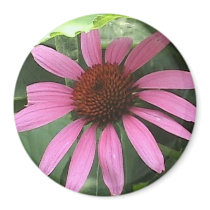 Pink Cone Flower Magnet
