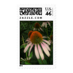 pink cone flowers stamp