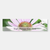 Pink Coneflower - Echinacea Purpurea Bumper Stickers