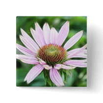 Pink Coneflower - Echinacea Purpurea