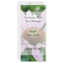 Pink Coneflower - Echinacea Purpurea Rack Cards