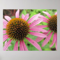 Pink Coneflowers Poster Print posters