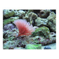 Pink coral in saltwater aquarium poster print print