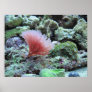 Pink coral in saltwater aquarium poster print