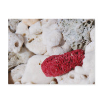 Pink Coral postcards