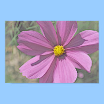 Pink Coreopsis posters