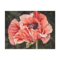 Pink Corn Poppy All Occasion Watercolor Postcard