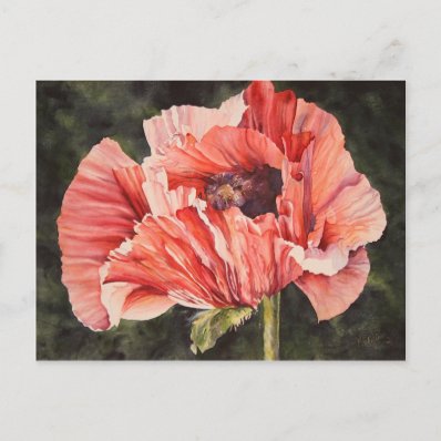 Pink Corn Poppy All Occasion Watercolor Postcard