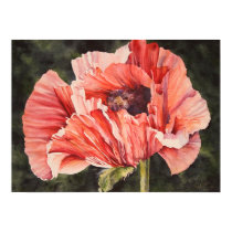 Pink Corn Poppy Botanical Poster Canvas Print