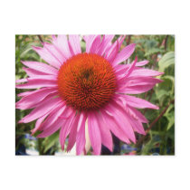 Pink Cornflower postcards