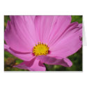 Pink Cosmo cards