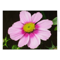 Pink Cosmo cards