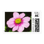 Pink Cosmo Stamp