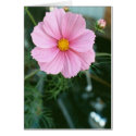 Pink Cosmos and Sportster cards