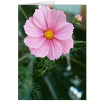 Pink Cosmos and Sportster cards