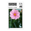 Pink Cosmos and Sportster postage