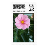 nature, flower, cosmos, pink, motorcycle,