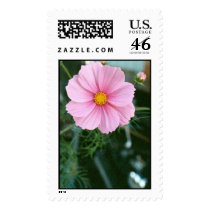 Pink Cosmos and Sportster postage by stan23ATbigfoot Pink Cosmos and Sportster postage