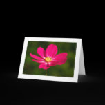 Pink Cosmos (Bordered) cards