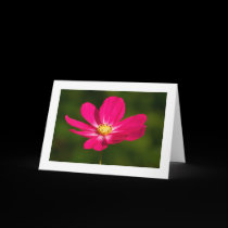 Pink Cosmos (Bordered) cards