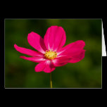 Pink Cosmos cards