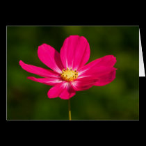 Pink Cosmos cards