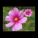 Pink Cosmos Floral Postcard