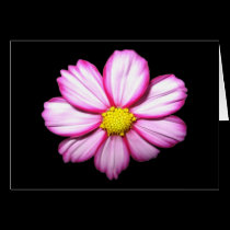 Pink Cosmos Flower cards