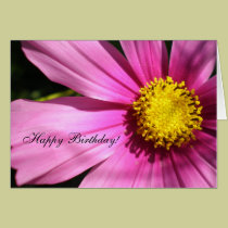 Pink Cosmos Flower Happy Birthday cards